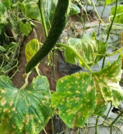 黃瓜葉子黃斑原因 黃瓜葉子黃斑原因