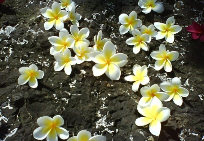 雞蛋花毒性 雞蛋花毒性