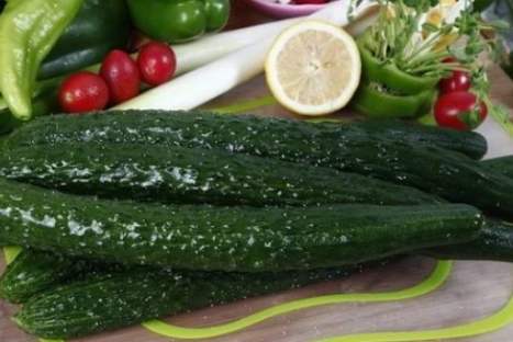 胡瓜種植時間 胡瓜種植時間