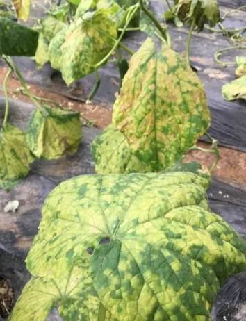 黃瓜病害診斷 黃瓜病害診斷