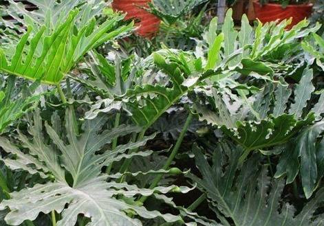 室內植物喜林芋