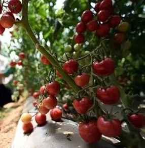 番茄缺鈣防治 番茄缺鈣防治