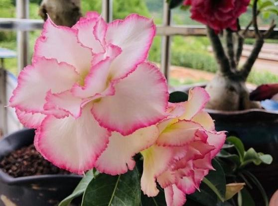 沙漠玫瑰叶子卷曲原因