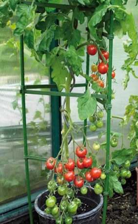 番茄支架使用技巧