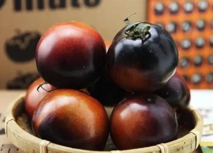 黑番茄栽培技巧