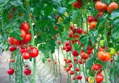 番茄肥料推薦 番茄肥料推薦