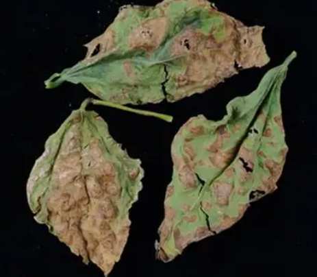 傳染病症狀 傳染病症狀