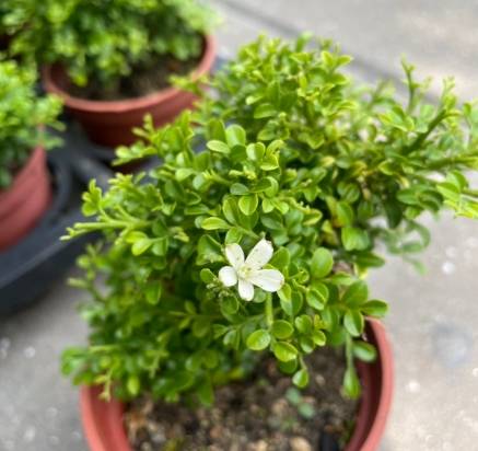 達摩七里香 種植 達摩七里香 種植