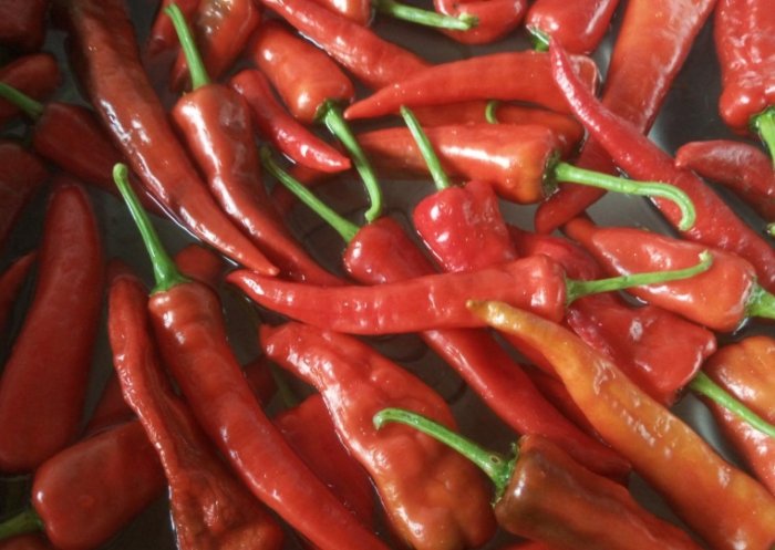 辣椒澆水技巧 辣椒澆水技巧