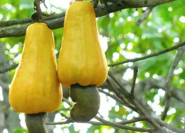 腰果發芽食用安全 腰果發芽食用安全