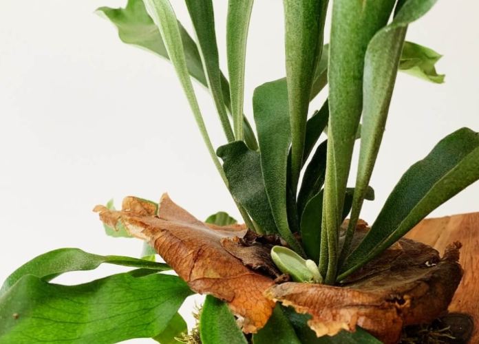 鹿角蕨上板技巧