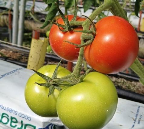 牛番茄栽培 牛番茄栽培