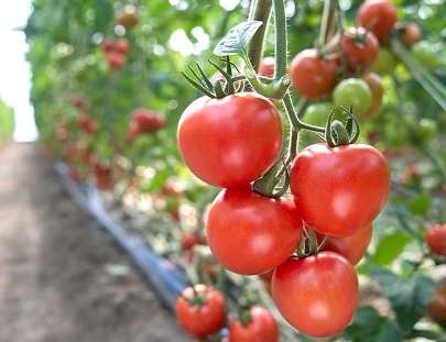 小番茄栽培環境