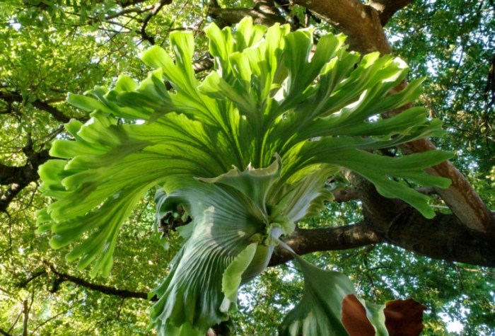 鹿角蕨分株方法