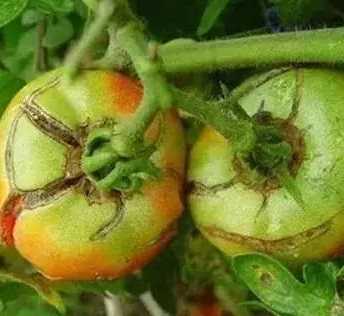 番茄缺鈣症狀 番茄缺鈣症狀