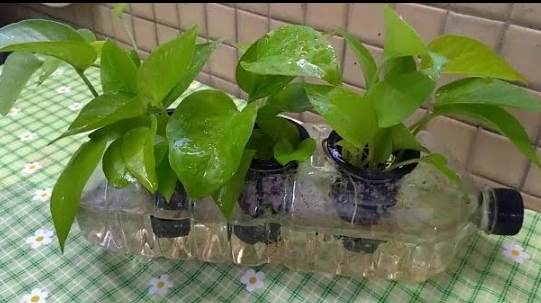 土耕改水耕方法 土耕改水耕方法