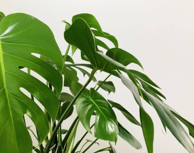 龜背芋病害處理 龜背芋病害處理