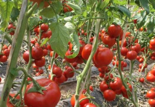 牛番茄栽培 牛番茄栽培