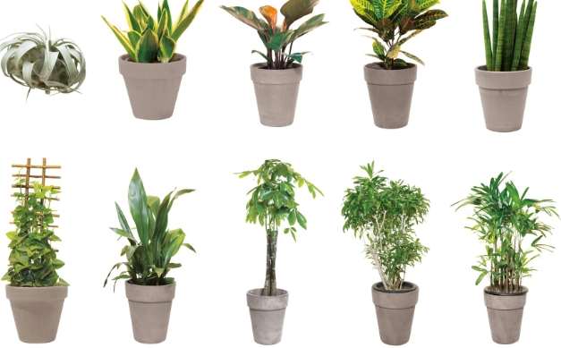净化空气最强的植物