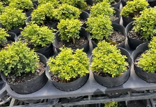 達摩七里香 養護 達摩七里香 養護