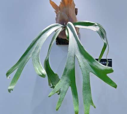 鹿角蕨板植方法 鹿角蕨板植方法