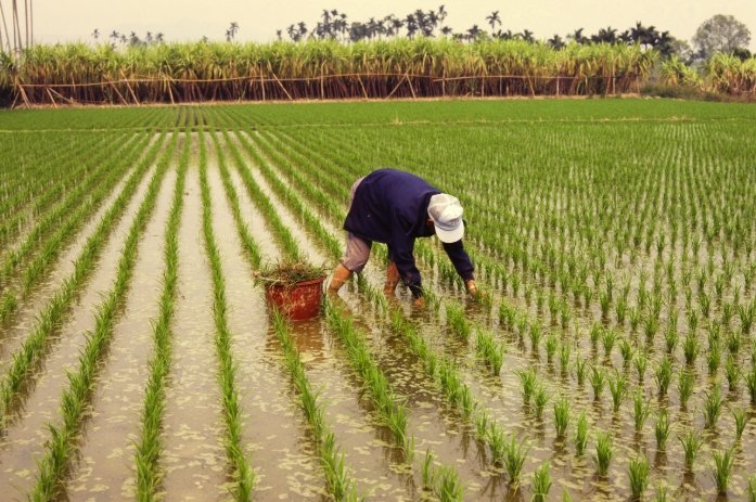 台灣作物收成時間