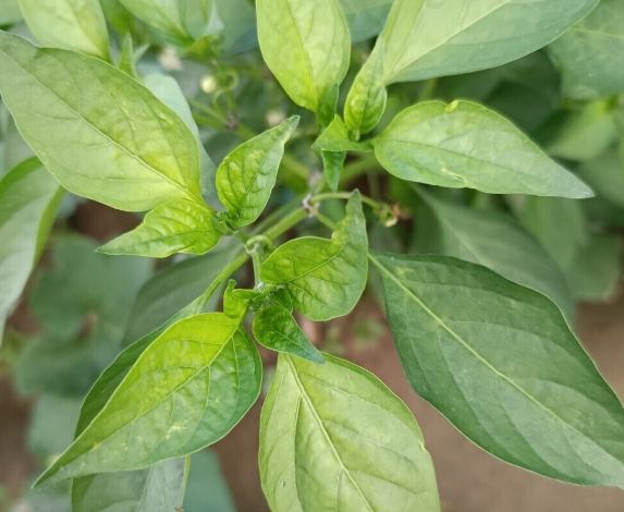 辣椒開花時間 辣椒開花時間