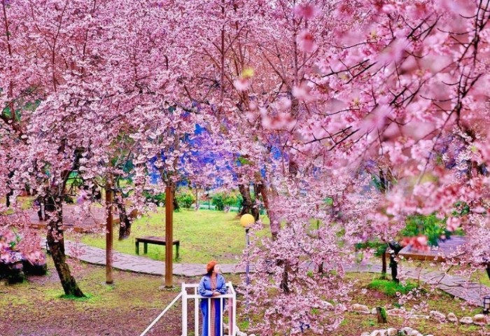 櫻花開花過程 櫻花開花過程