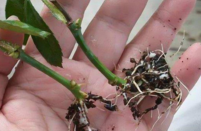 生根粉使用方法