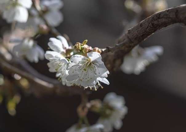 植物開花不結果 植物開花不結果