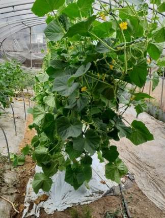 瓜類整枝技巧 瓜類整枝技巧