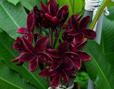 鷄蛋花用途 鷄蛋花用途