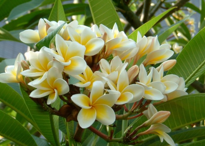 鷄蛋花用途 鷄蛋花用途