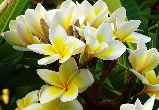 雞蛋花養護 雞蛋花養護