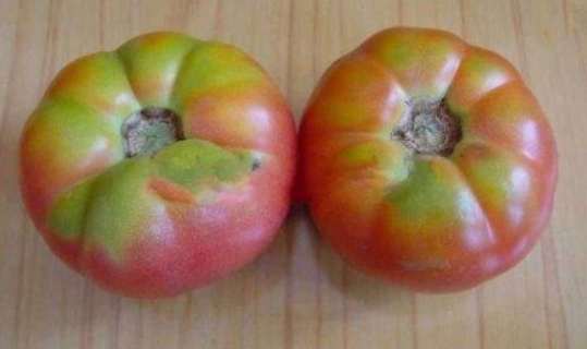 番茄空心果防治