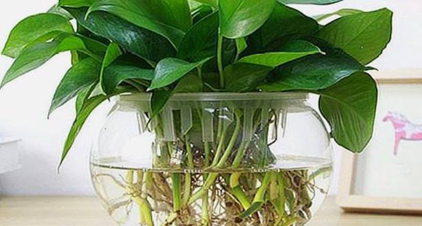 水培植物常見問題