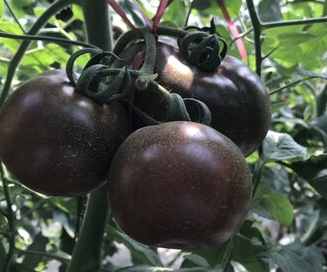 黑番茄種植時間