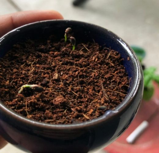 盆栽土壤過濕處理