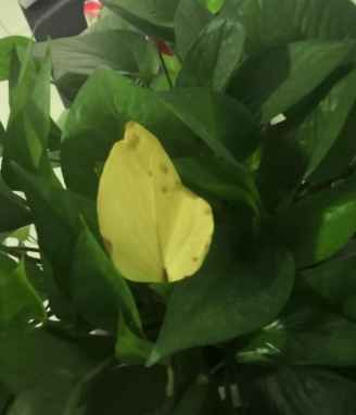 黃金葛黑斑病 黃金葛黑斑病