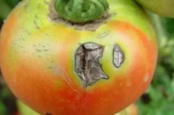 番茄早疫病治療 番茄早疫病治療