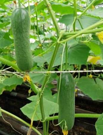 大胡瓜管理技巧 大胡瓜管理技巧