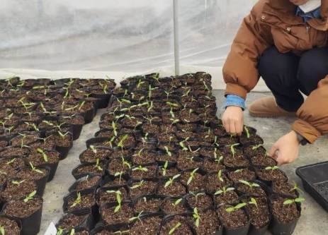 小番茄種子發芽技巧