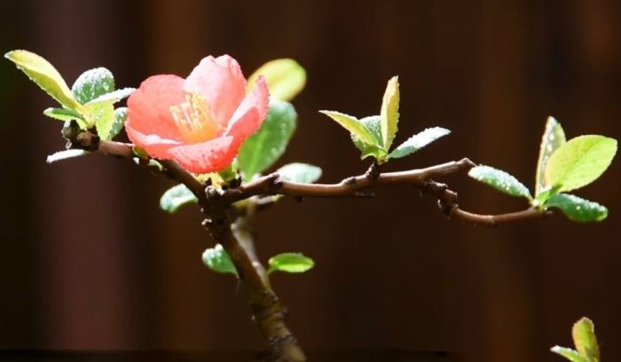 果樹開花不結果 果樹開花不結果