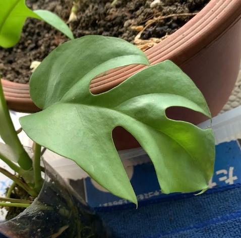 龜背芋氣根作用 龜背芋氣根作用