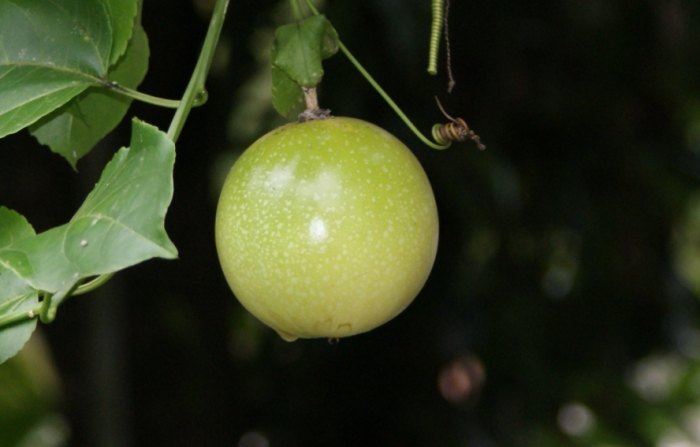 百香果栽培方法 百香果栽培方法