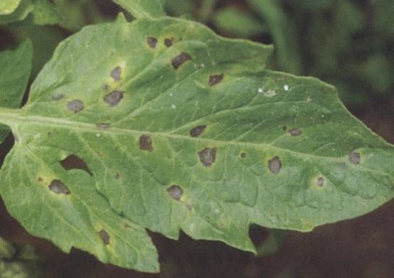 番茄早疫病症狀 番茄早疫病症狀