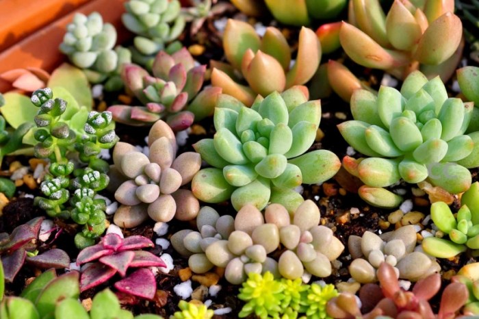 多肉植物葉片軟化 多肉植物葉片軟化