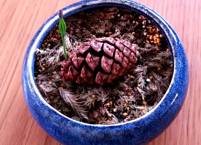 森樹枯黃原因 森樹枯黃原因