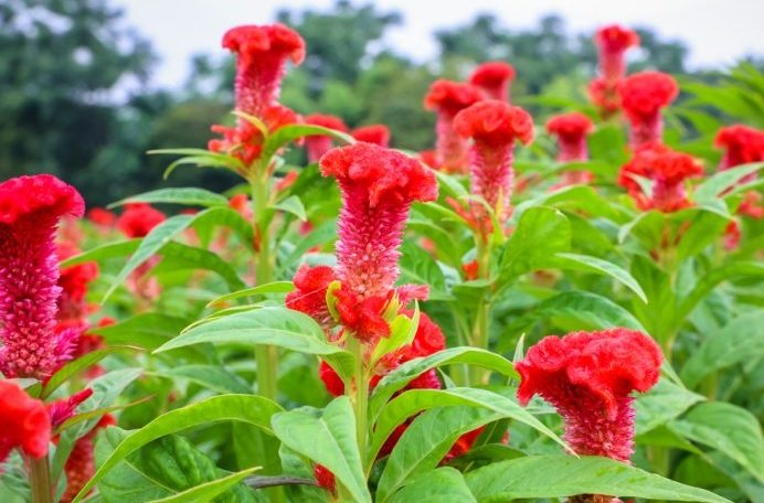 雞冠花盆栽照顧