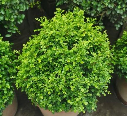 達摩七里香 養護 達摩七里香 養護